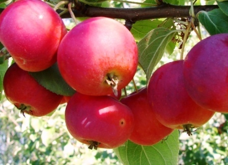 яблоня сорт дубровинка плоды