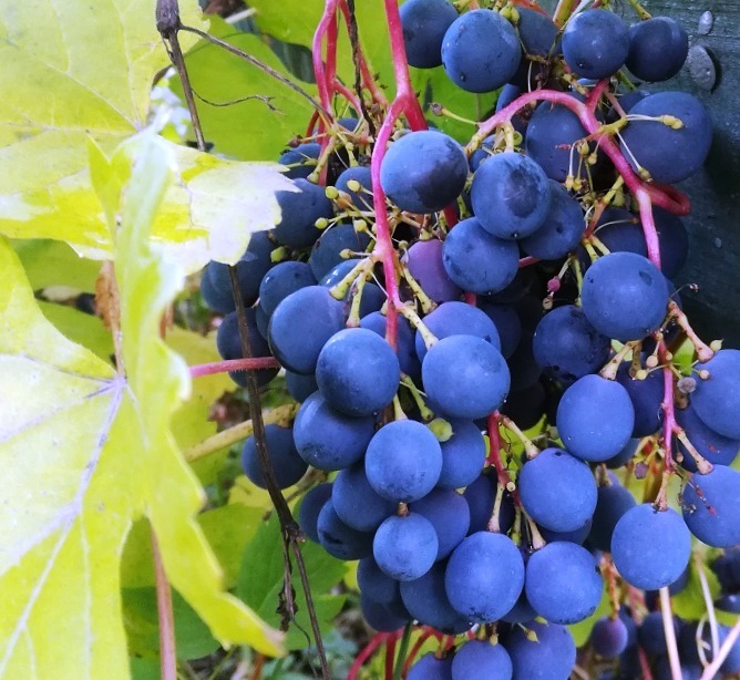 виноград сорт катыр плоды