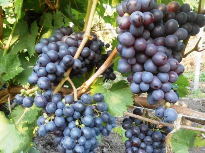 виноград сорт космонавт плоды
