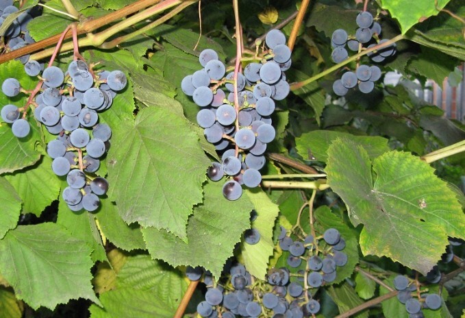виноград зилга плоды
